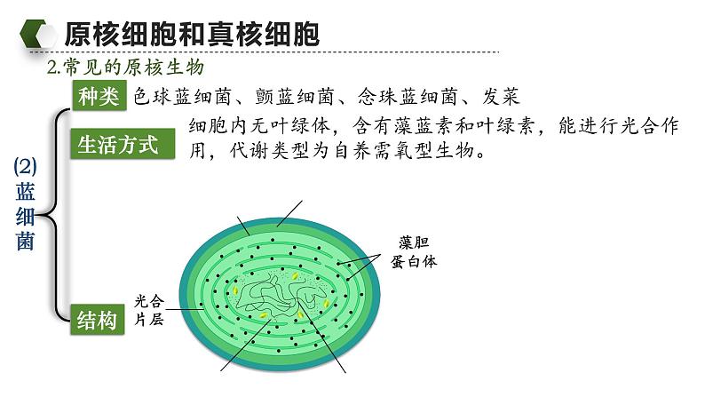 人教版（2019）高中生物必修一《分子与细胞》第一章第二节1.2细胞的多样性和统一性（第二课时）-课件06