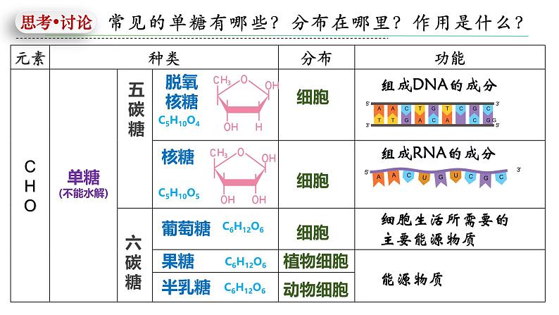 人教版（2019）高中生物必修一《分子与细胞》第二章第三节2.3细胞中的糖类和脂质-课件07