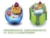 人教版（2019）高中生物必修一《分子与细胞》第三章第二节3.2 细胞器之间的分工合作-课件