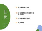 人教版（2019）高中生物必修一《分子与细胞》第三章第二节3.2 细胞器之间的分工合作-课件