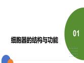 人教版（2019）高中生物必修一《分子与细胞》第三章第二节3.2 细胞器之间的分工合作-课件