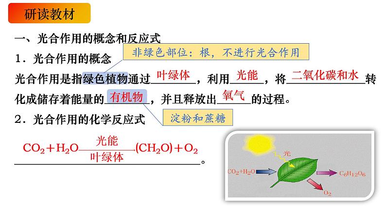 11 光合作用的原理-备战2025年高考生物一轮复习知识点精编课件第2页