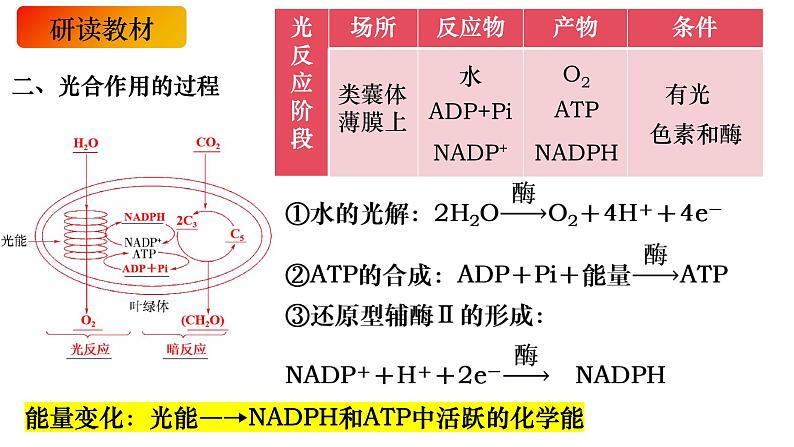 11 光合作用的原理-备战2025年高考生物一轮复习知识点精编课件第3页