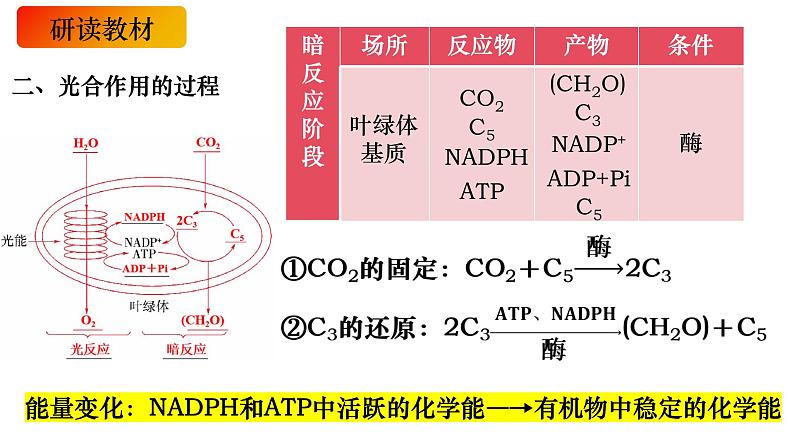 11 光合作用的原理-备战2025年高考生物一轮复习知识点精编课件第4页