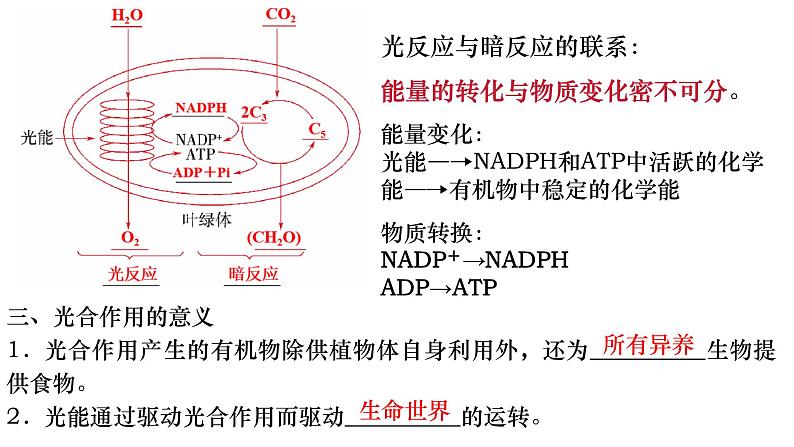 11 光合作用的原理-备战2025年高考生物一轮复习知识点精编课件第5页