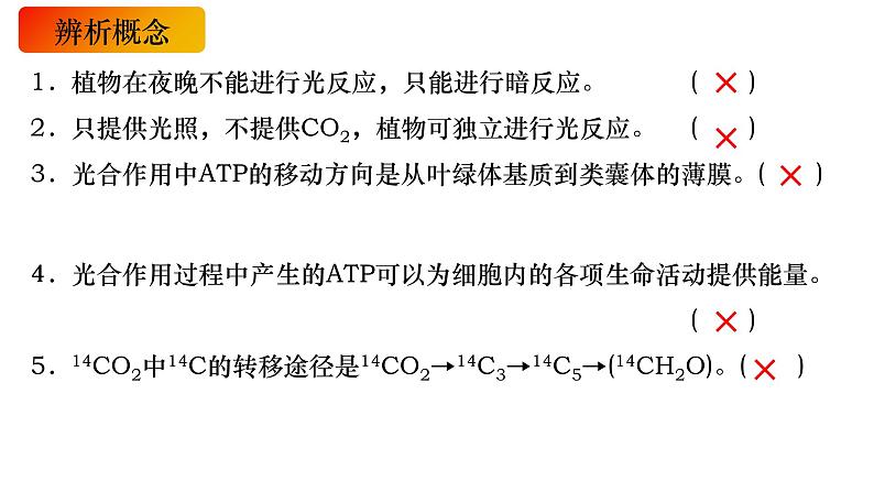 11 光合作用的原理-备战2025年高考生物一轮复习知识点精编课件第7页