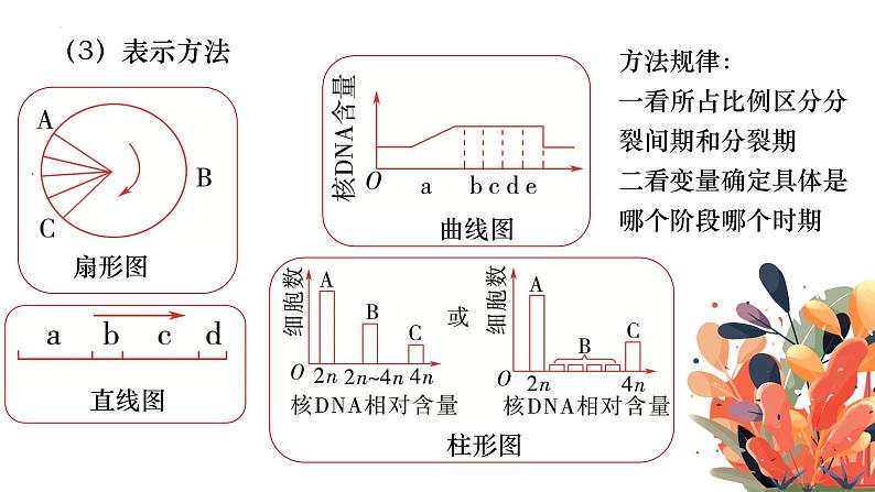 13 细胞的增殖-备战2025年高考生物一轮复习知识点精编课件第5页