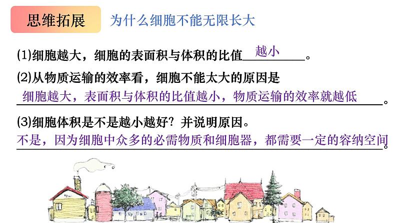 13 细胞的增殖-备战2025年高考生物一轮复习知识点精编课件第7页