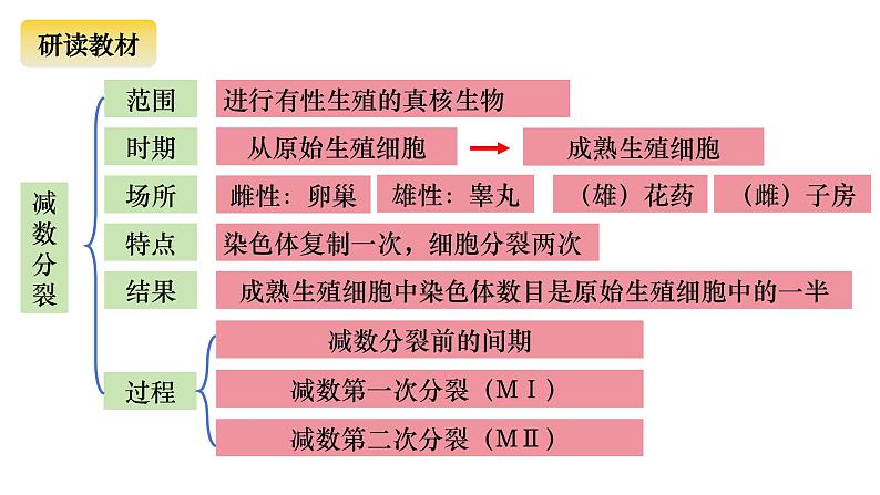 14 减数分裂-备战2025年高考生物一轮复习知识点精编课件第2页