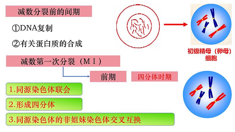 14 减数分裂-备战2025年高考生物一轮复习知识点精编课件第3页