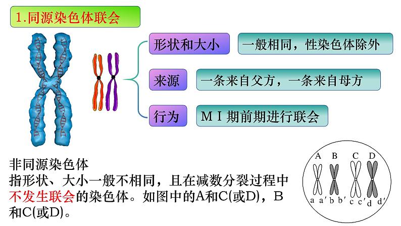 14 减数分裂-备战2025年高考生物一轮复习知识点精编课件第4页