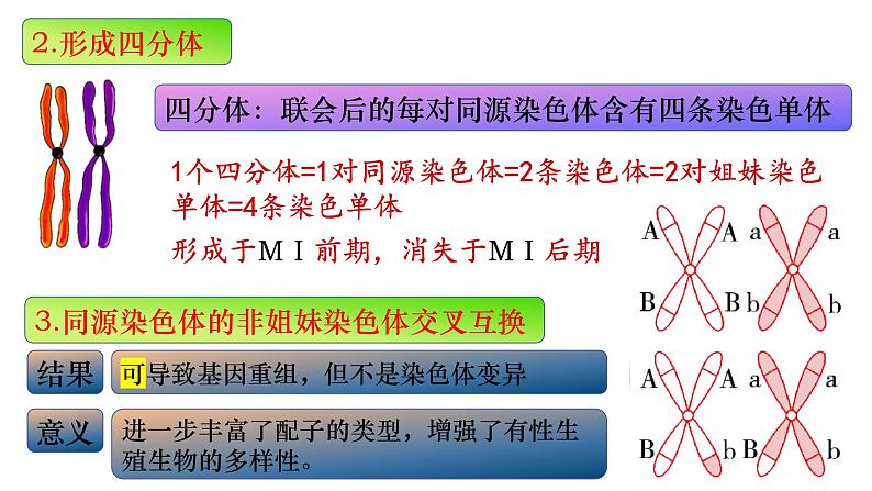 14 减数分裂-备战2025年高考生物一轮复习知识点精编课件第5页