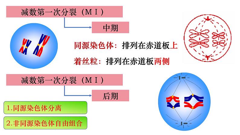 14 减数分裂-备战2025年高考生物一轮复习知识点精编课件第7页