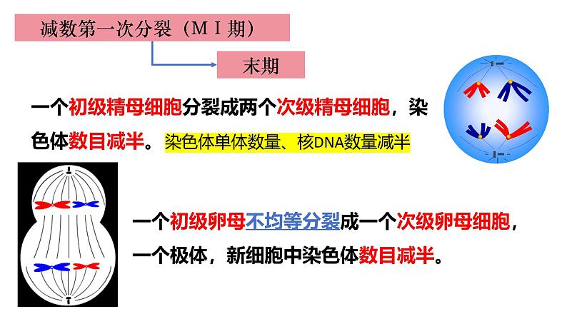 14 减数分裂-备战2025年高考生物一轮复习知识点精编课件第8页