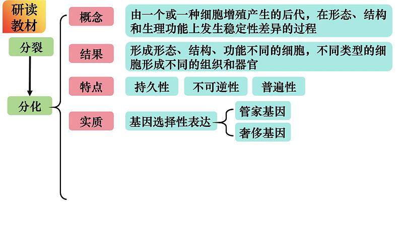 15 细胞的分化、衰老和死亡-备战2025年高考生物一轮复习知识点精编课件第2页