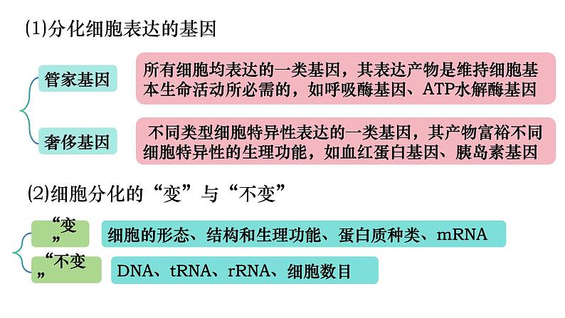 15 细胞的分化、衰老和死亡-备战2025年高考生物一轮复习知识点精编课件第3页