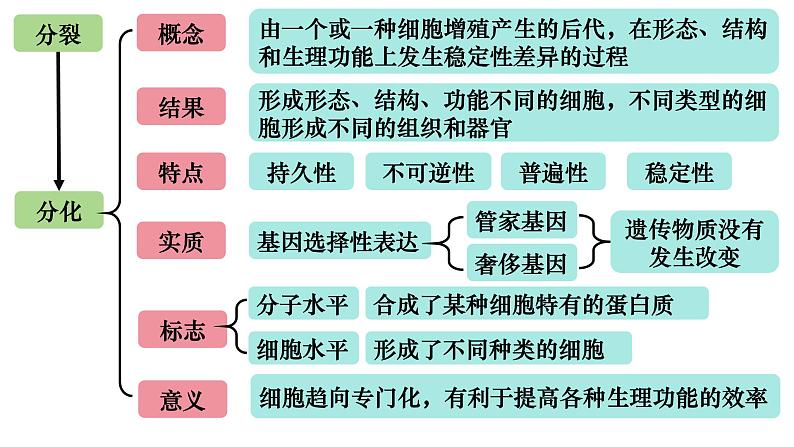 15 细胞的分化、衰老和死亡-备战2025年高考生物一轮复习知识点精编课件第4页