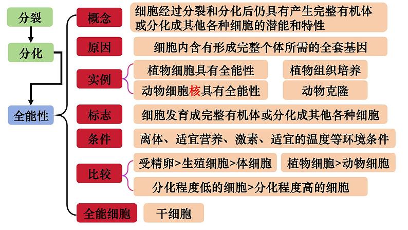 15 细胞的分化、衰老和死亡-备战2025年高考生物一轮复习知识点精编课件第5页