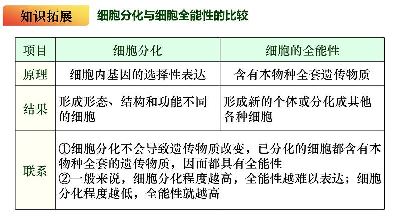 15 细胞的分化、衰老和死亡-备战2025年高考生物一轮复习知识点精编课件第7页