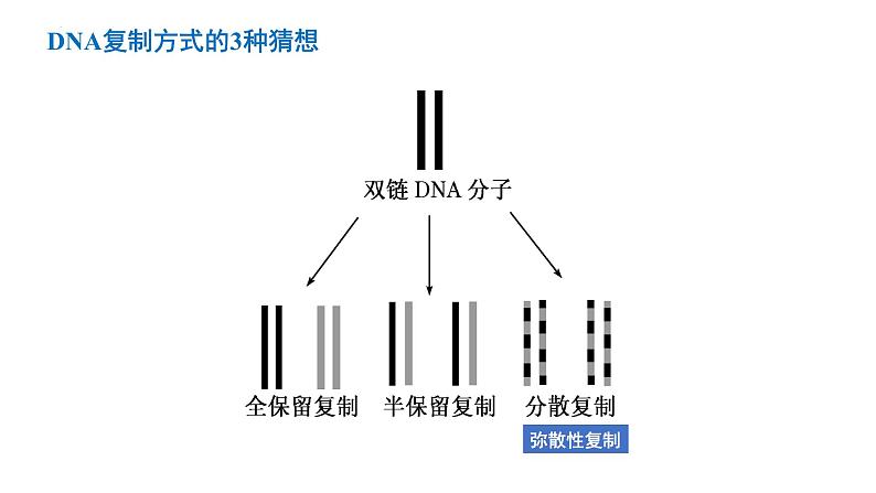 2025届高考生物二轮复习课件：第12讲 遗传信息的传递与表达第3页