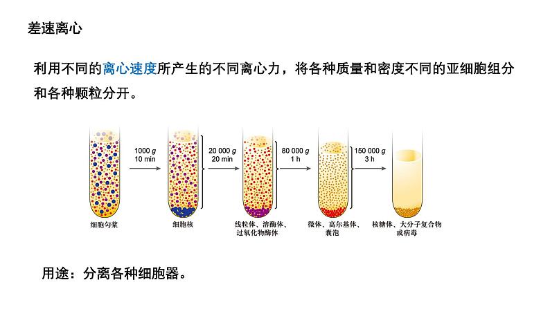 2025届高考生物二轮复习课件：第12讲 遗传信息的传递与表达第6页