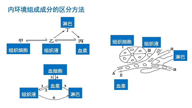 2025届高考生物二轮复习课件：第17讲 动物生命活动的调节05