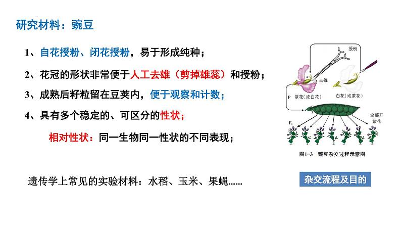 2025届高中生物高考二轮复习课件：第14讲 遗传的基本定律第4页