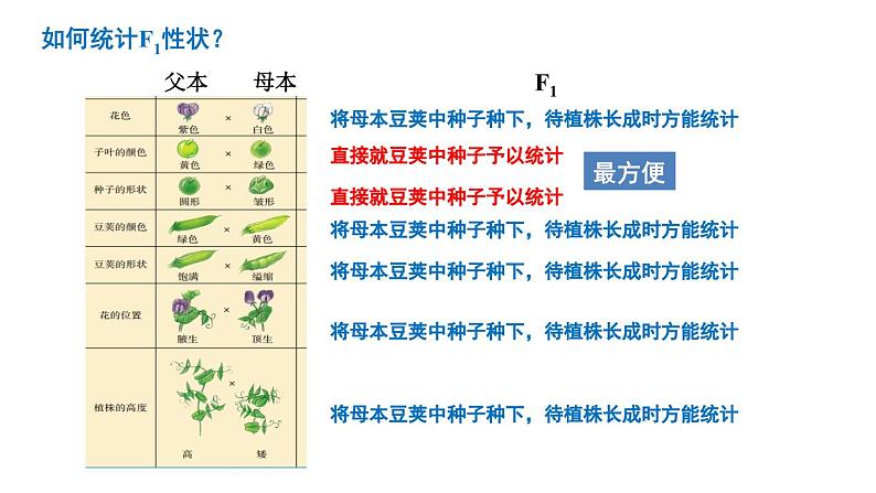 2025届高中生物高考二轮复习课件：第14讲 遗传的基本定律第6页