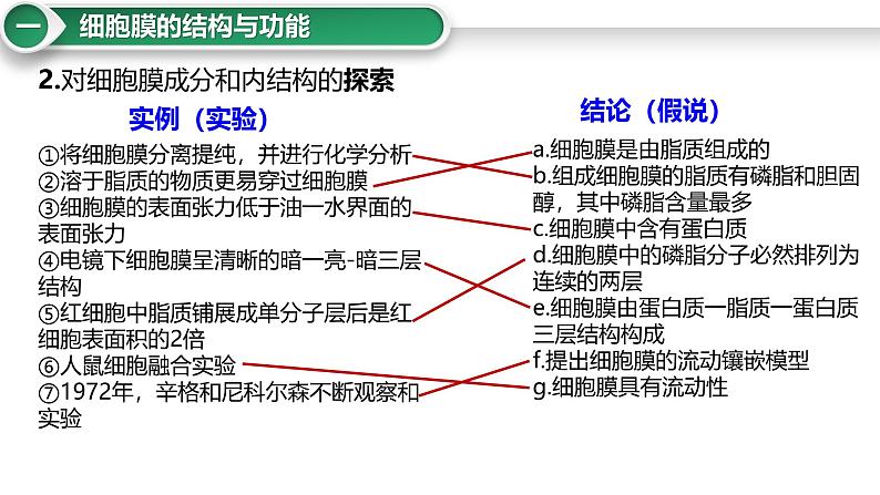 第5讲 细胞膜与细胞核-备战2025年高考生物大一轮复习课件（新高考通用）08