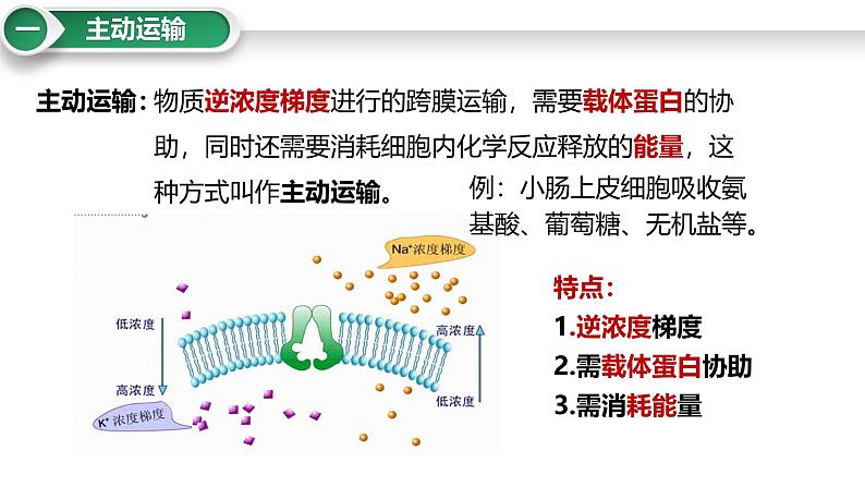 第8讲 主动运输-备战2025年高考生物大一轮复习课件（新高考通用）第3页