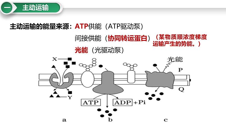 第8讲 主动运输-备战2025年高考生物大一轮复习课件（新高考通用）第5页