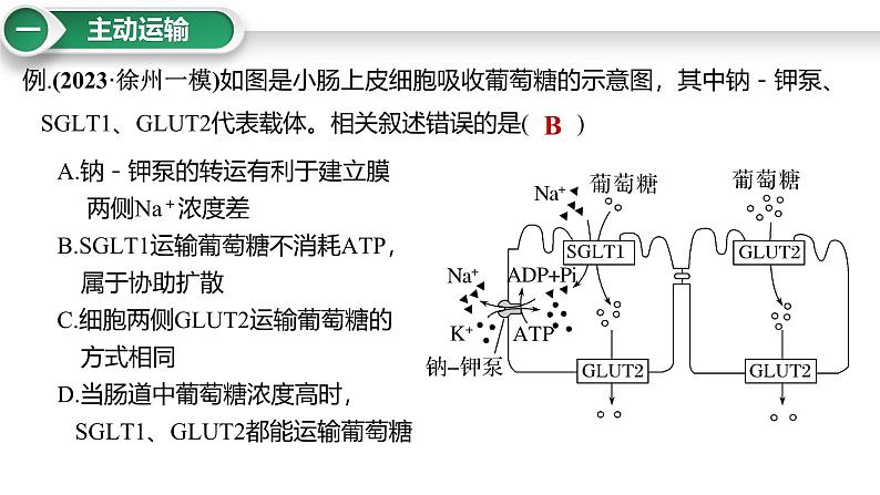 第8讲 主动运输-备战2025年高考生物大一轮复习课件（新高考通用）第6页