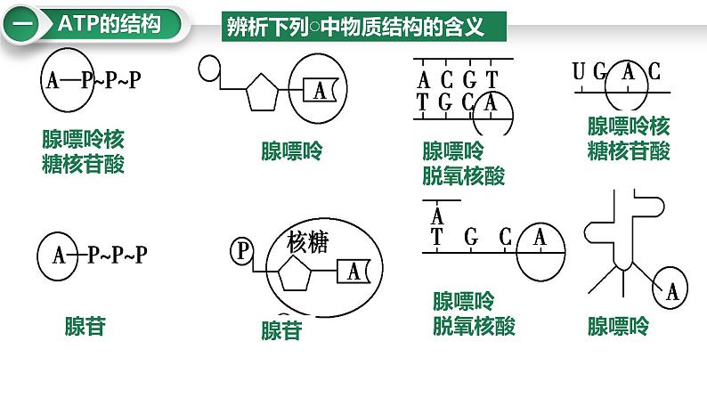 第10讲 细胞的能量货币“ATP”-备战2025年高考生物大一轮复习课件（新高考通用）05