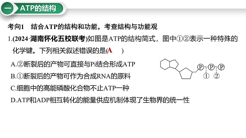 第10讲 细胞的能量货币“ATP”-备战2025年高考生物大一轮复习课件（新高考通用）06