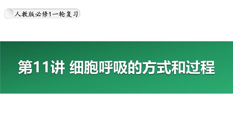 第11讲 细胞呼吸的方式和过程-备战2025年高考生物大一轮复习课件（新高考通用）第1页