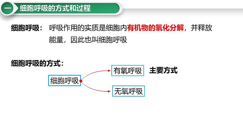 第11讲 细胞呼吸的方式和过程-备战2025年高考生物大一轮复习课件（新高考通用）第3页