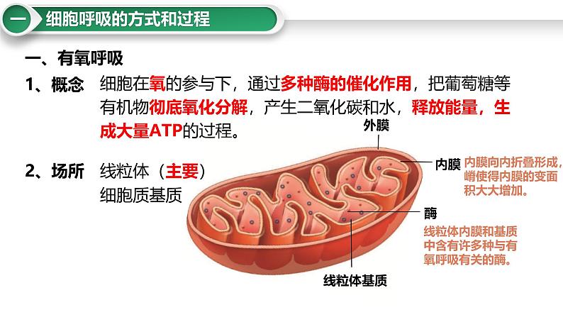 第11讲 细胞呼吸的方式和过程-备战2025年高考生物大一轮复习课件（新高考通用）第4页