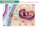 第11讲 细胞呼吸的方式和过程-备战2025年高考生物大一轮复习课件（新高考通用）