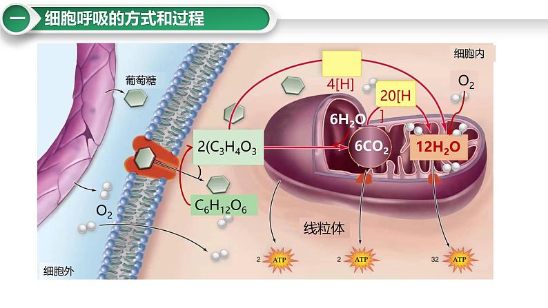 第11讲 细胞呼吸的方式和过程-备战2025年高考生物大一轮复习课件（新高考通用）第5页