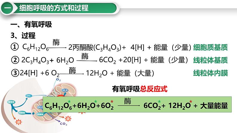 第11讲 细胞呼吸的方式和过程-备战2025年高考生物大一轮复习课件（新高考通用）第6页