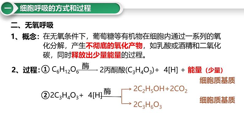 第11讲 细胞呼吸的方式和过程-备战2025年高考生物大一轮复习课件（新高考通用）第7页