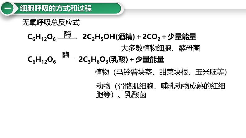 第11讲 细胞呼吸的方式和过程-备战2025年高考生物大一轮复习课件（新高考通用）第8页