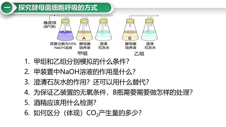 第12讲 细胞呼吸的影响因素及其应用-备战2025年高考生物大一轮复习课件（新高考通用）第4页