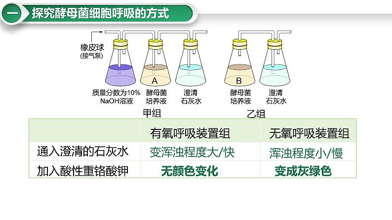 第12讲 细胞呼吸的影响因素及其应用-备战2025年高考生物大一轮复习课件（新高考通用）第6页