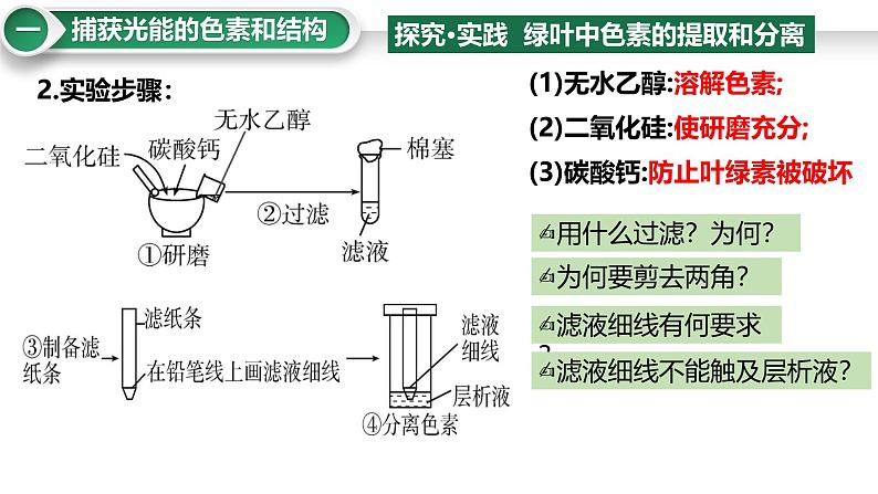 第13讲  捕获光能的色素和结构及光合作用的原理-备战2025年高考生物大一轮复习课件（新高考通用）第4页