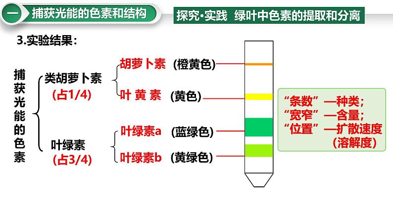 第13讲  捕获光能的色素和结构及光合作用的原理-备战2025年高考生物大一轮复习课件（新高考通用）第5页