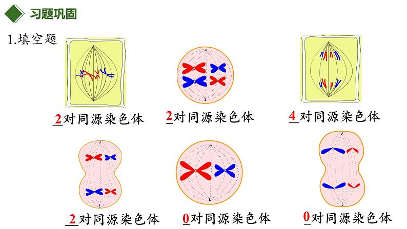 第16讲 减数分裂和受精作用-备战2025年高考生物一轮复习优质课件第7页