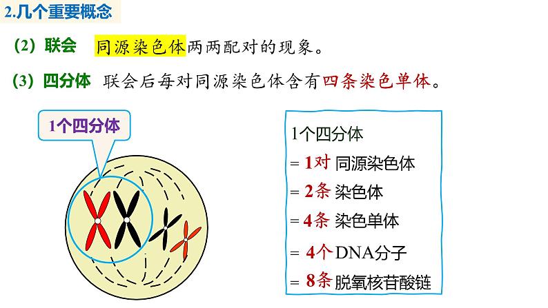 第16讲 减数分裂和受精作用-备战2025年高考生物一轮复习优质课件第8页