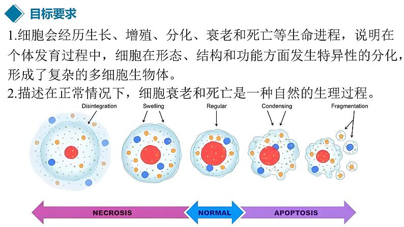 第17讲 细胞的分化、衰老和死亡-备战2025年高考生物一轮复习优质课件第2页