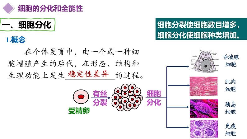 第17讲 细胞的分化、衰老和死亡-备战2025年高考生物一轮复习优质课件第5页